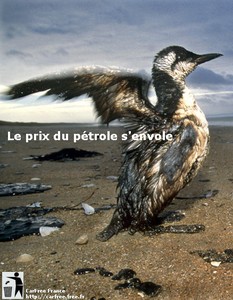 Petrole  Oiseau