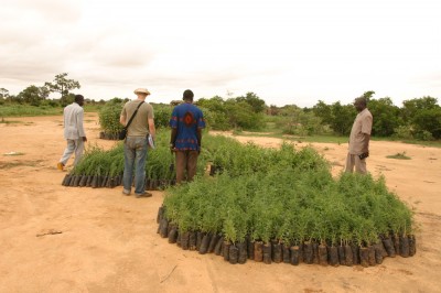 plantation d’abres au Niger