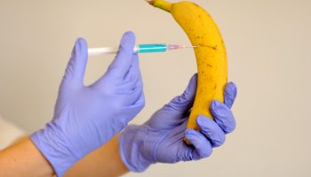 Une banane OGM