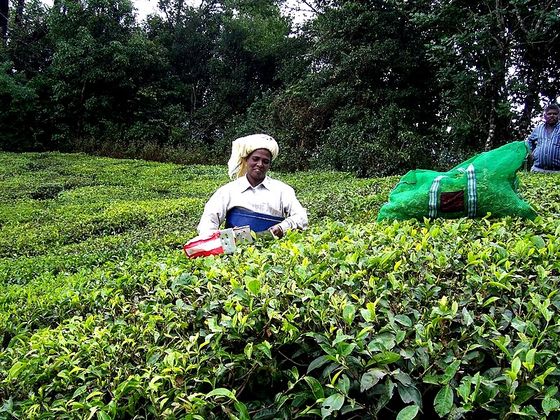 Recolte du Thé en Inde