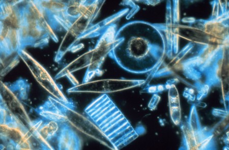 Diatomes