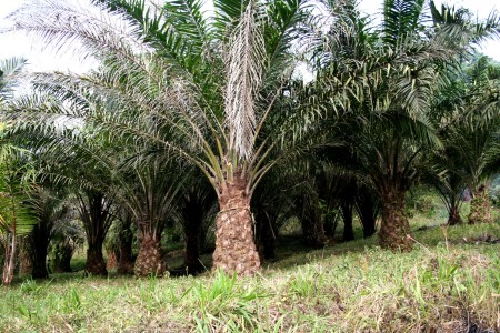 Palmiers à Huile