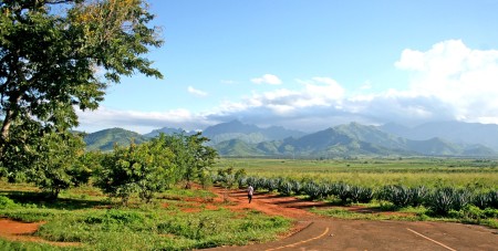 Agriculture en Tanzanie